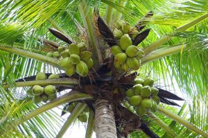 coconut-tree
