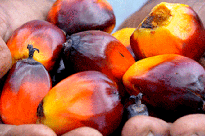 palmoil