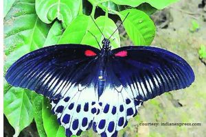 blue mormon butterfly